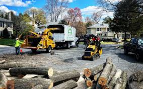 Best Tree Removal Service  in Lannon, WI